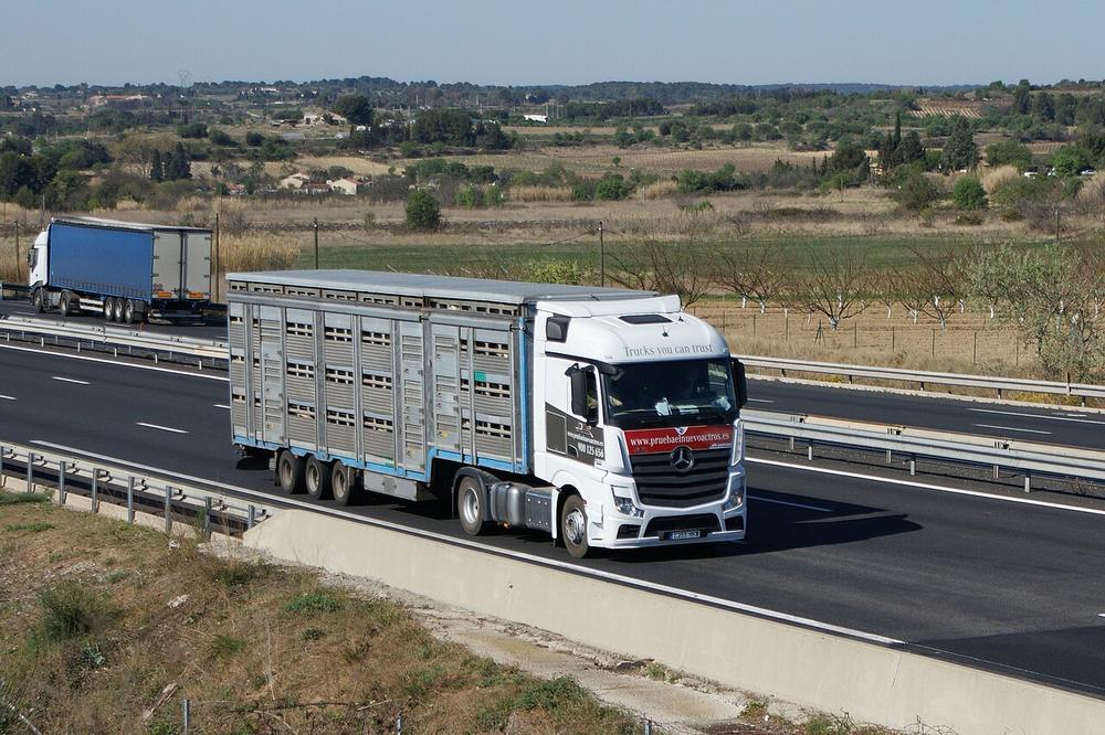 Imagen de apoyo: En el transporte de ganado bovino, la superficie interna mínima exigida es de: